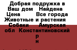 Добрая подружка,в Ваш дом!!!Найдена › Цена ­ 10 - Все города Животные и растения » Собаки   . Амурская обл.,Константиновский р-н